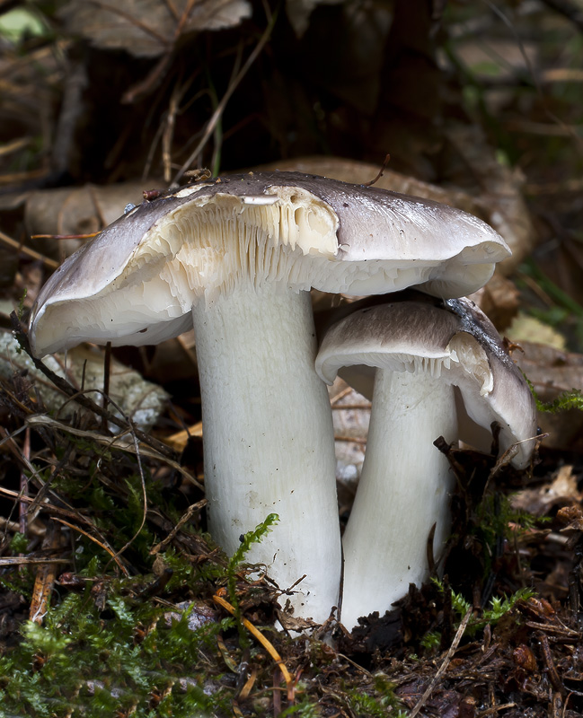 Tricholoma portentosum